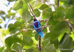 Cotinga amabilis
