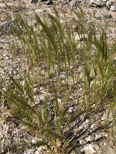 iNaturalist observation photo of cape ricegrass