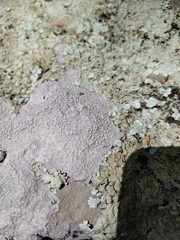 Pertusaria plittiana