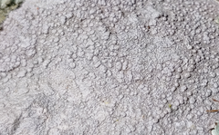 Pertusaria plittiana