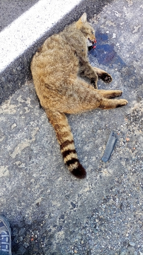 Domestic × European Wildcat