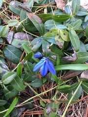 Scilla siberica