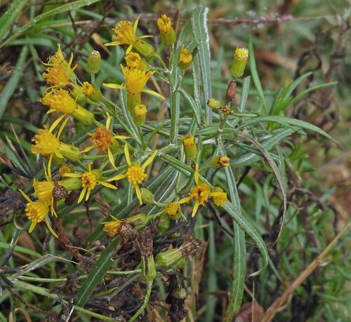 Senecio clivicola, photograph 5