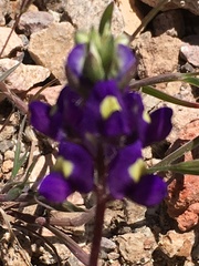 Lupinus flavoculatus
