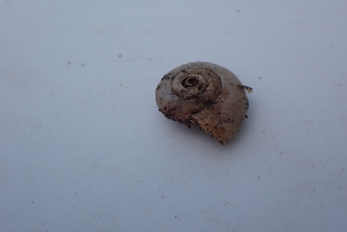 Reddish Aegopinella, 4121 KK Everdingen, Nederland, photo 7 of 10