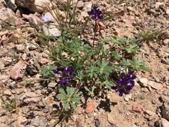 Lupinus flavoculatus