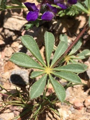 Lupinus flavoculatus
