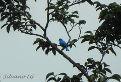 Cotinga amabilis