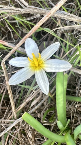 Pauridia alba, photograph 4