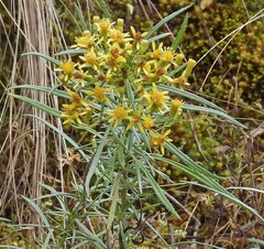 author not stated, no rights reserved Senecio clivicola, photograph author not stated, no rights reserved