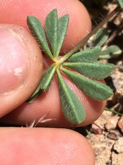 Lupinus flavoculatus