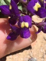 Lupinus flavoculatus