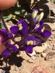 Lupinus flavoculatus