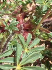 Lupinus flavoculatus