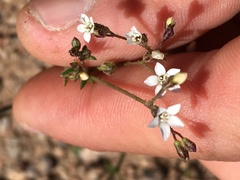 Gilia transmontana