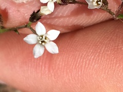 Gilia transmontana