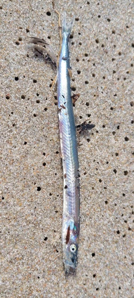 Greater sandeel (Hyperoplus lanceolatus) — Ammodytidae