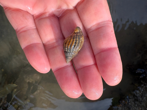 Tritia reticulata
