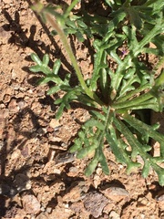 Gilia transmontana