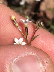 Gilia transmontana