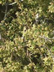 Galium stellatum eremicum