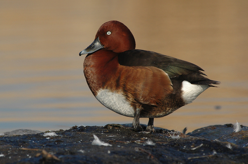 Ferruginous Duck