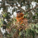 Temminck's Red Colobus - Photo (c) Allan Hopkins, some rights reserved (CC BY-NC-ND)