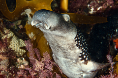 Necklace Carpet Shark photo 2
