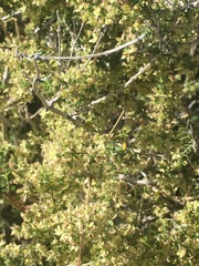 Galium stellatum eremicum