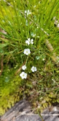 Mononeuria uniflora