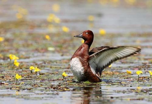 Ferruginous Duck