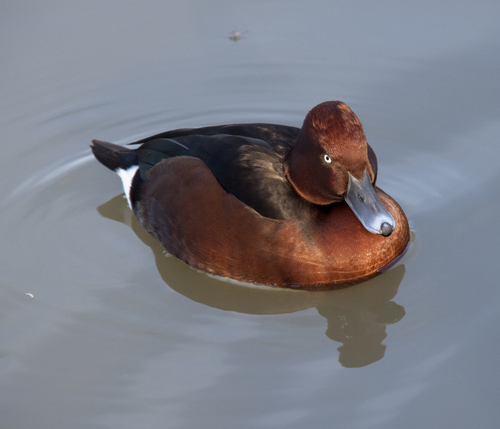 Ferruginous Duck