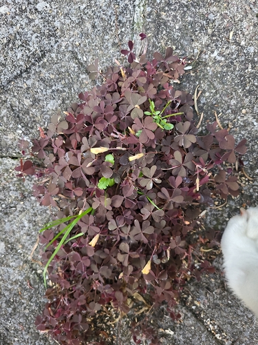 Creeping Woodsorrel