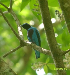 Cotinga amabilis