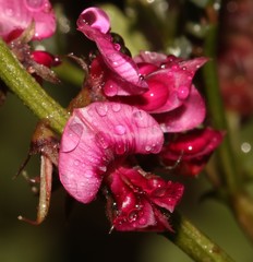 Indigofera intermedia