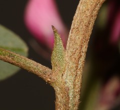Indigofera intermedia