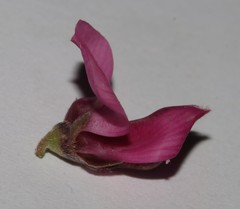Indigofera intermedia