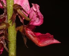 Indigofera intermedia
