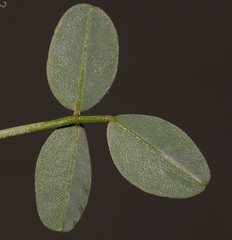 Indigofera intermedia