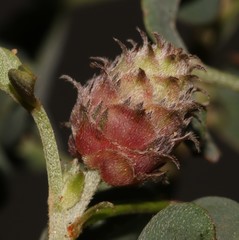 Indigofera intermedia