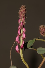 Indigofera intermedia