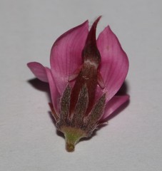 Indigofera intermedia