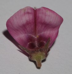 Indigofera intermedia