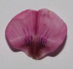 Indigofera intermedia