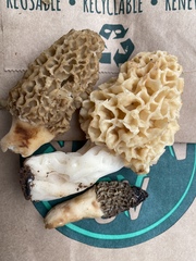 Morchella esculenta