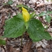 Trillium luteum - Photo (c) northganaturalist, μερικά δικαιώματα διατηρούνται (CC BY-NC), uploaded by northganaturalist