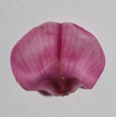Indigofera intermedia