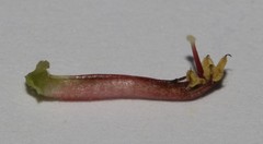Indigofera intermedia