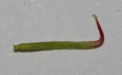Indigofera intermedia