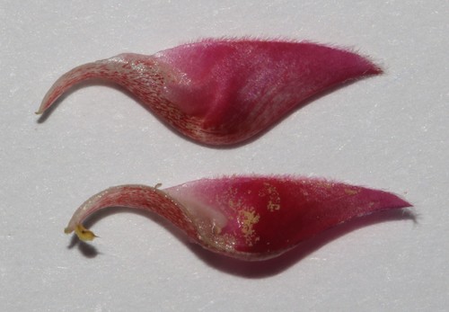 Image of Indigofera intermedia by (c) Brian du Preez, some rights reserved (CC BY-SA)